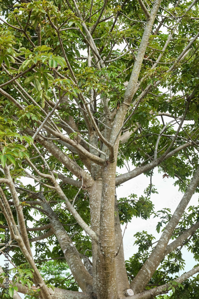 Fototapeta premium The branches of the Baobab tree