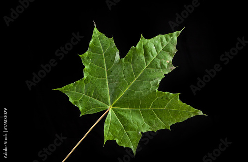 tree leaf autumnal maple, Acer platanoides