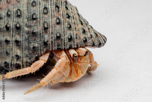 Land hermit crabs, Coenobita, hermit crabs photo