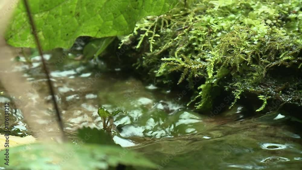 mountain stream in the forest spring brook