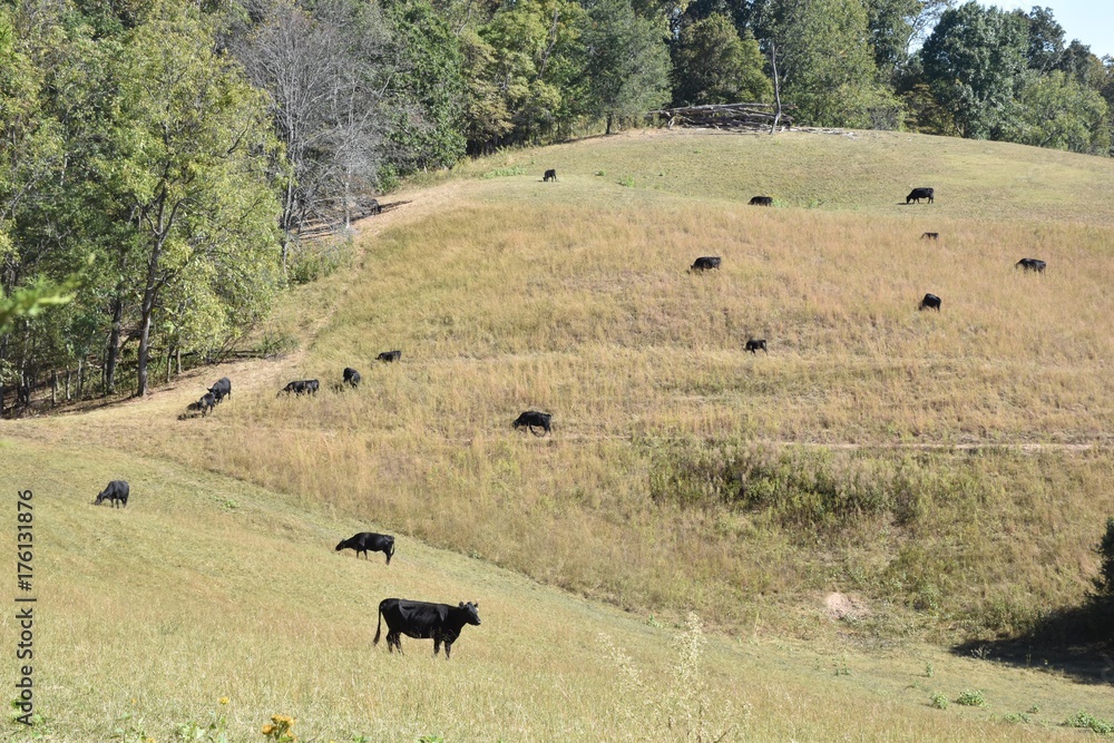 Cows in pasture Cows in pasture