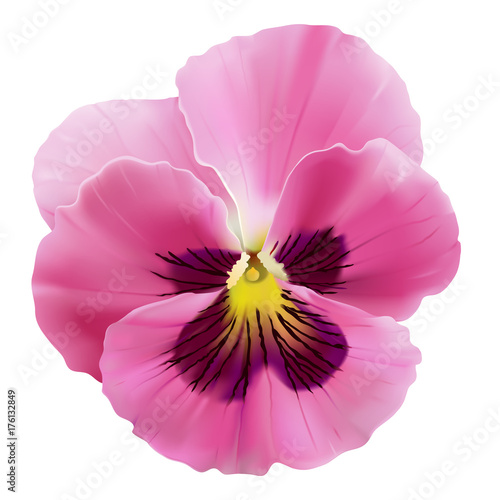 Pansy flower.
Hand drawn vector illustration of a garden variety of Viola tricolor on transparent background, realistic style.