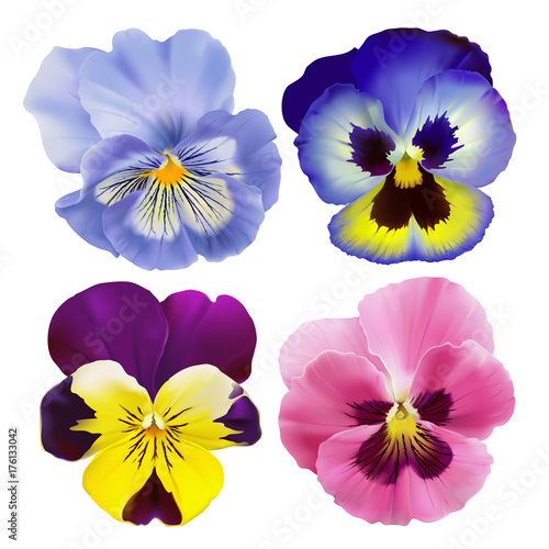 Pansy flowers.
Hand drawn vector illustration of a garden varieties of Viola tricolor on transparent background, realistic style.