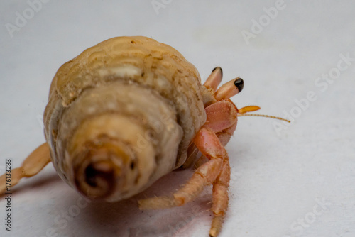 Land hermit crabs, Coenobita, hermit crabs photo