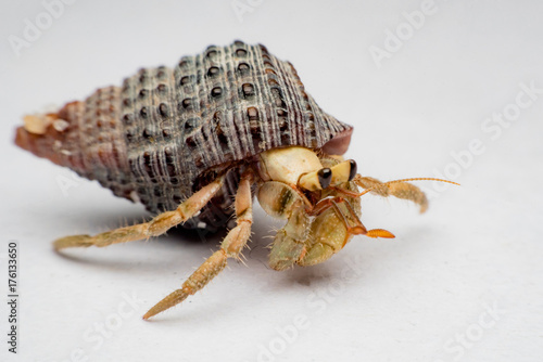 Land hermit crabs, Coenobita, hermit crabs photo