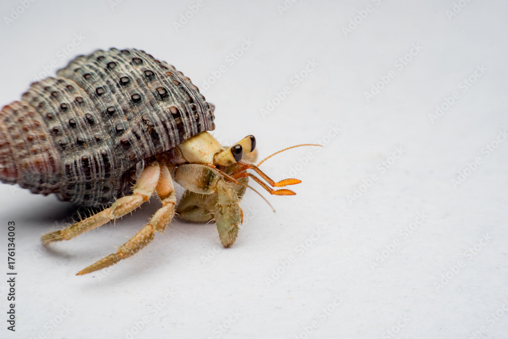 Land hermit crabs, Coenobita, hermit crabs Land hermit crabs, Coenobita, hermit crabs