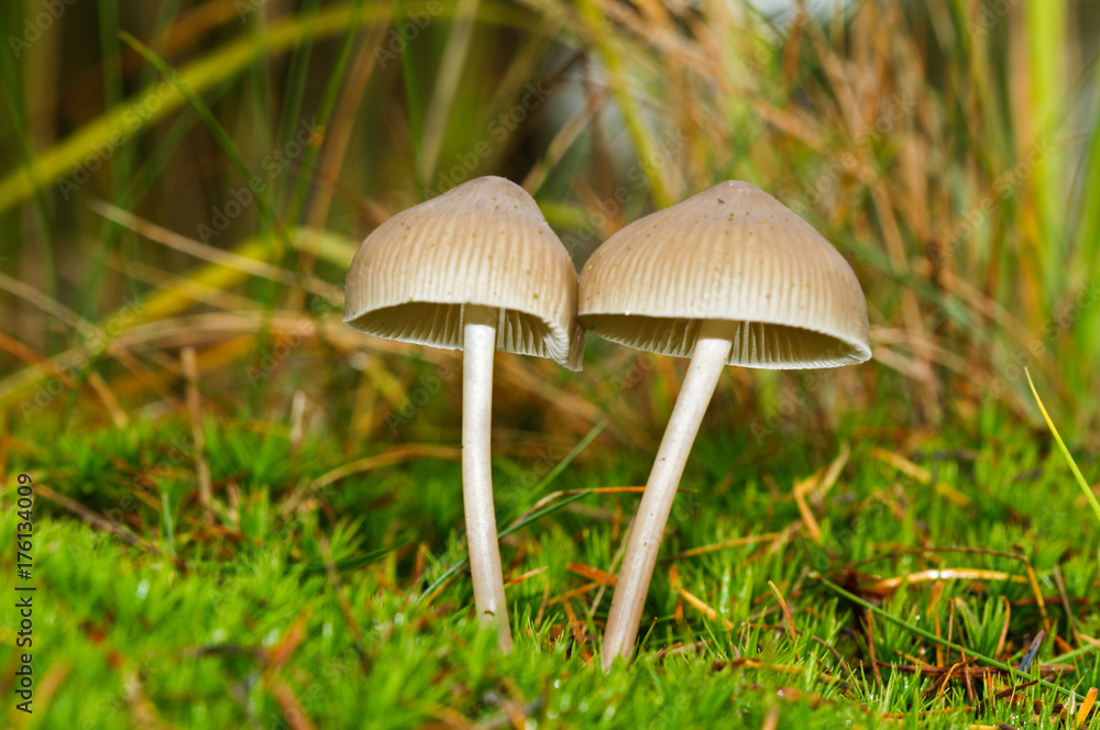 Two small mushrooms, probably Milking bonnets, in moss Two small mushrooms, probably Milking bonnets, in moss