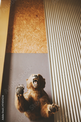 taxidermy bear growling