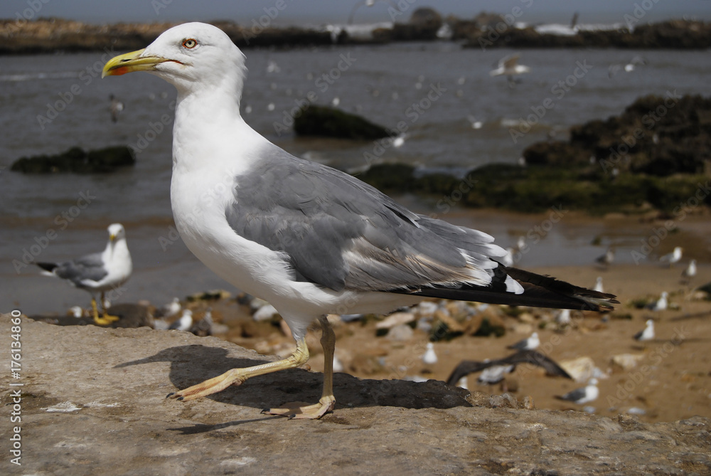 Fototapeta premium Walking sea