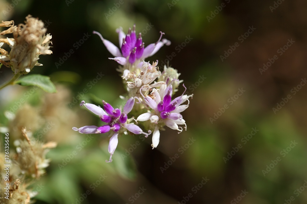 Flower of a succulent plant in Ethiopia Flower of a succulent plant in Ethiopia