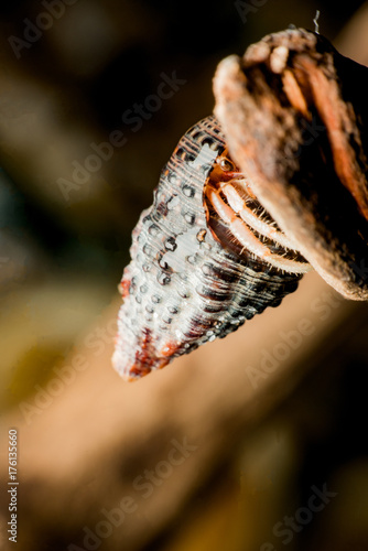 Wallpaper Mural Land hermit crabs, Coenobita, hermit crabs Torontodigital.ca