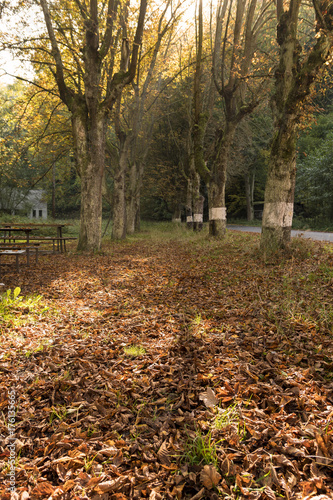 Fallen leaves in the autumn sunny day with trees on the background