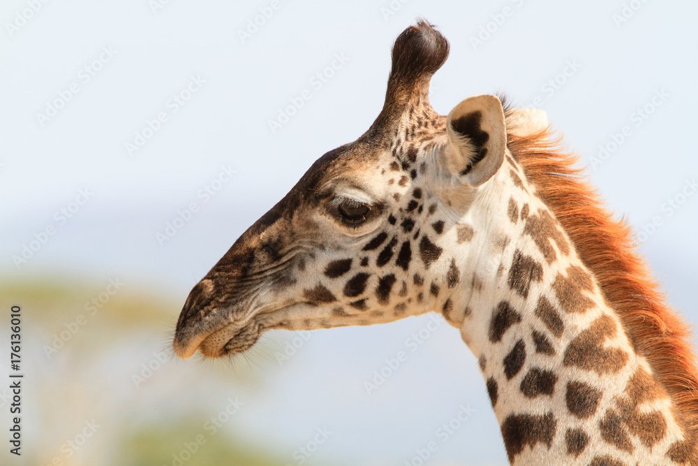 Giraffe in Serengeti National Park - Tanzania Giraffe in Serengeti National Park - Tanzania