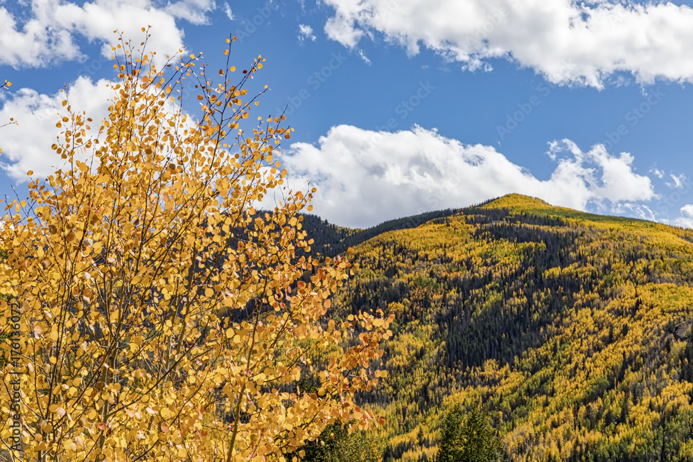 Aspen Trees on the mountain above the town of Aspen Colorado in their peak fall foliage coloring.