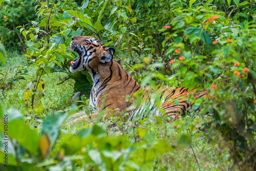Tiger in the green indian jungle