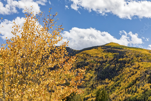 Fototapeta Naklejka Na Ścianę i Meble -  Aspen Trees on the mountain above the town of Aspen Colorado in their peak fall foliage coloring.
