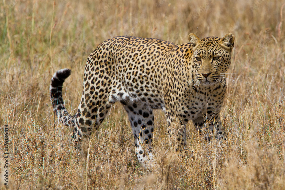 Naklejka premium Walking Leopard in Serengeti National park - Tanzania
