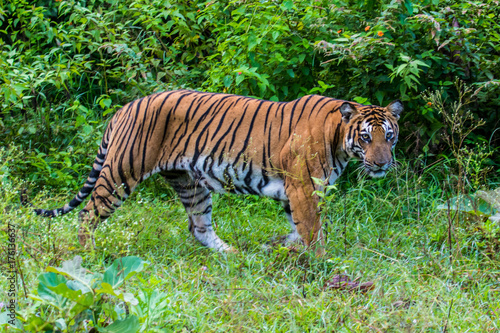 Tiger in the green indian jungle