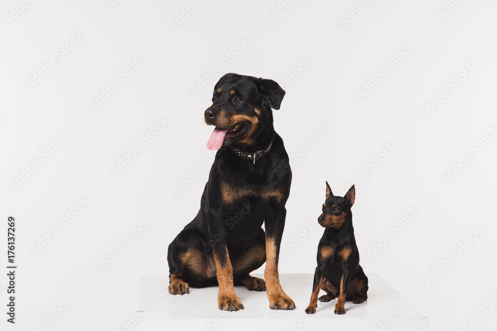 Two dogs on a white background in the studio.