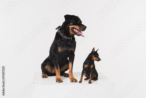 Zwergpinscher and rottweiler on a white background in the studio. Dogs sit on a white cube. photo