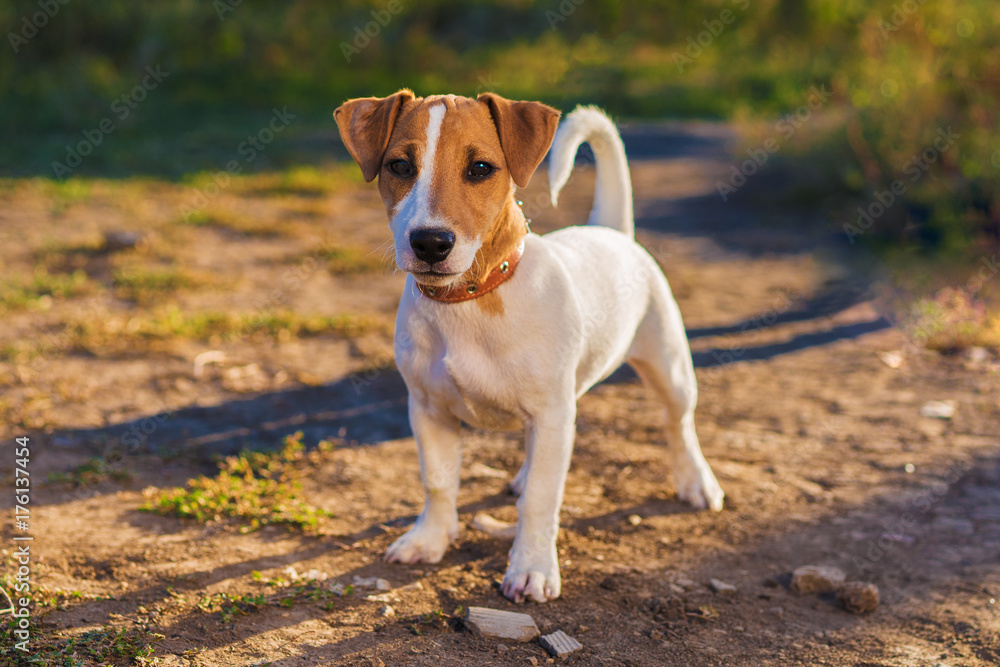 Portrait of Jack Russell Terrier. puppy dog walking on autumn alley