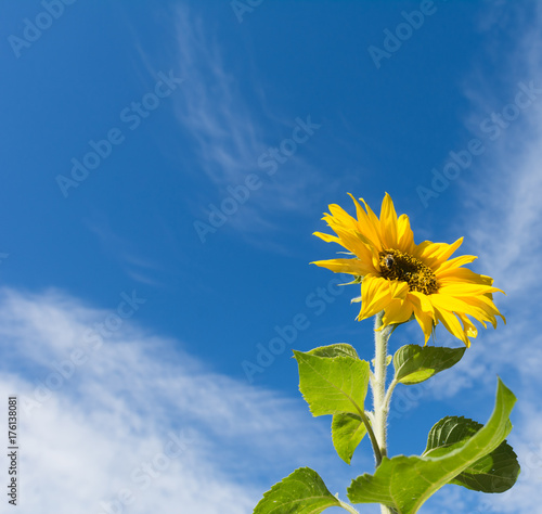 Sonnenblume vor blauem Himmel 