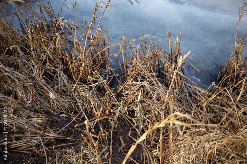 Fototapeta premium View over dried brown grass of a frozen pond