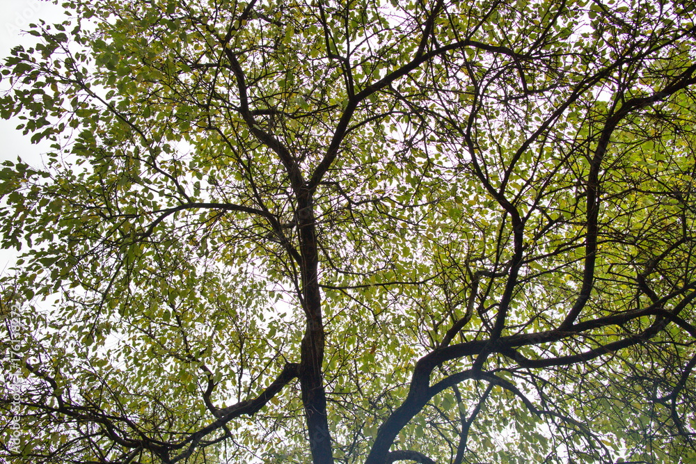crown of an autumn tree with yellow-green leaves crown of an autumn tree with yellow-green leaves