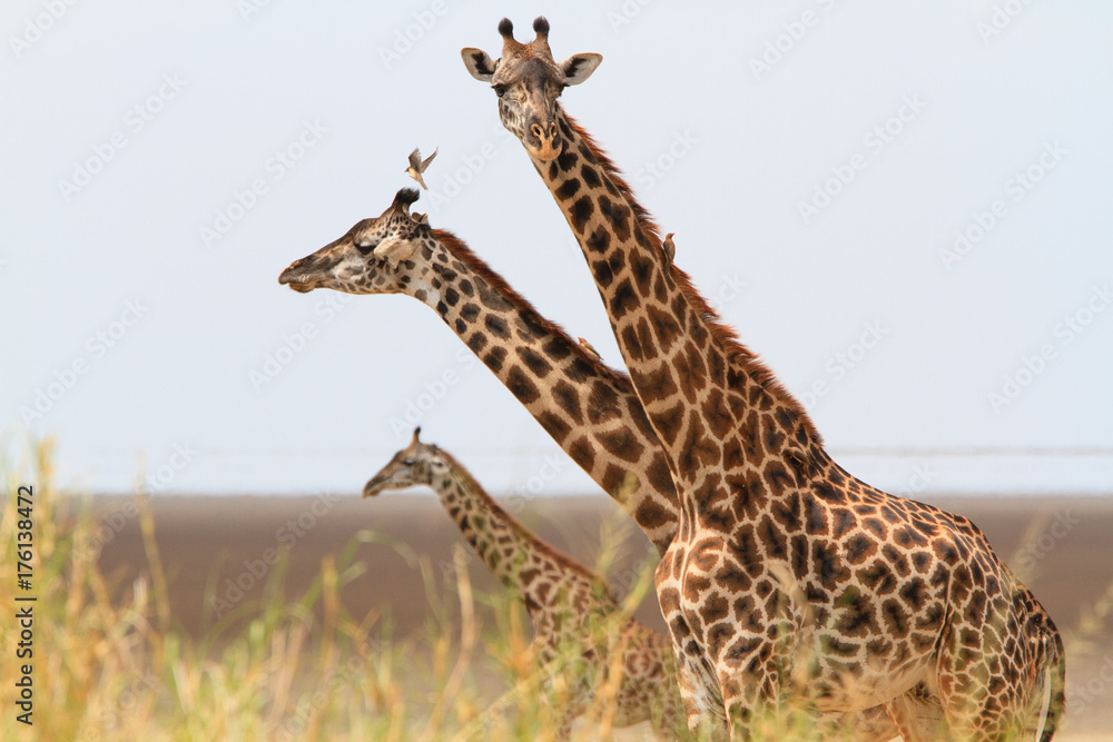 Giraffes in Lake Manyara National Park - Tanzania Giraffes in Lake Manyara National Park - Tanzania