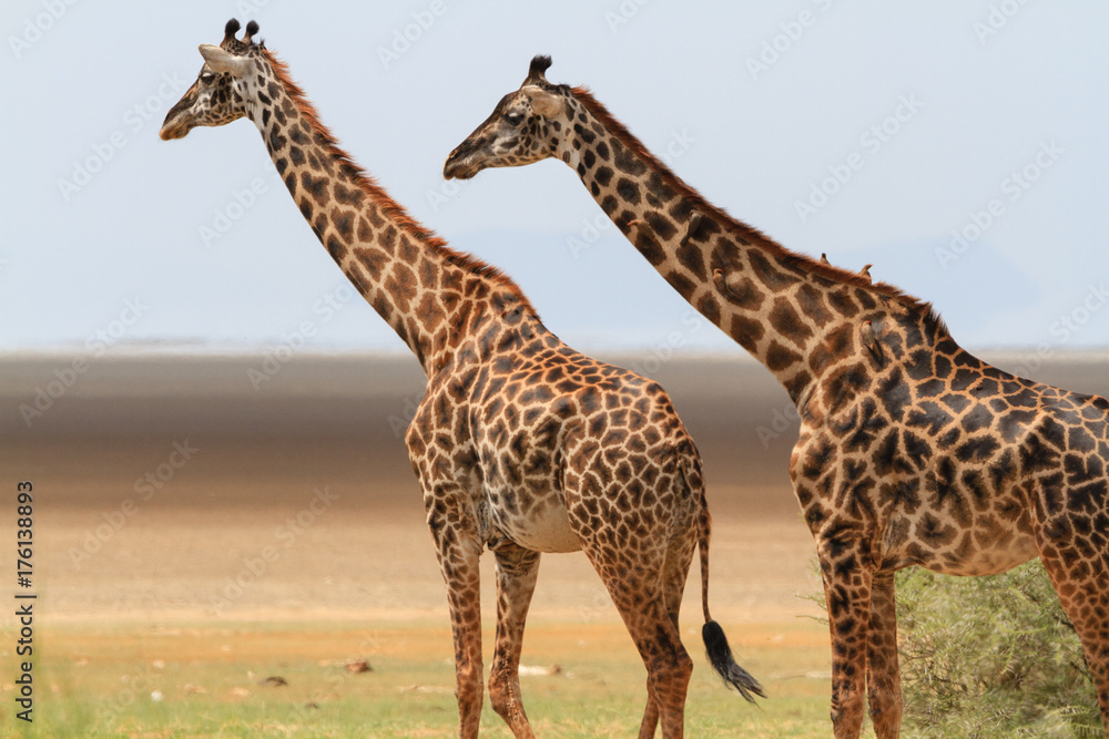Obraz premium Giraffes in Lake Manyara National Park - Tanzania