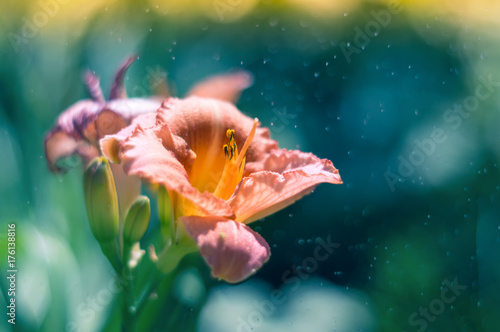 A lily flower in the rain on a multicolored background. Selective soft focus. © Yulia