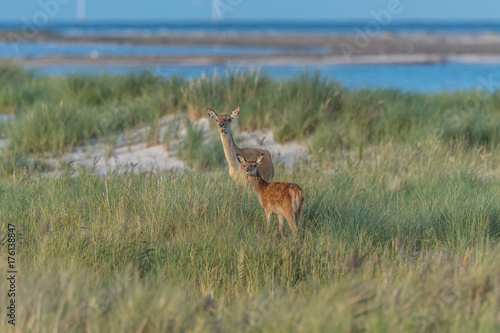 Rotwild am meer