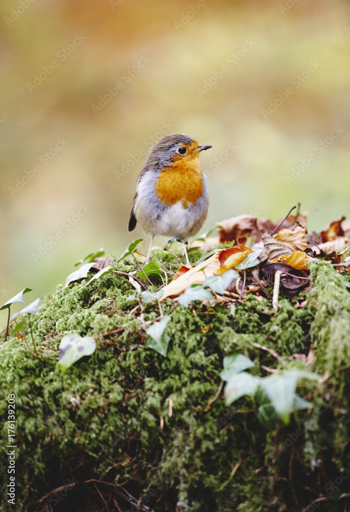 Robin sat on a tree stump in autumn. Wales, UK. Robin sat on a tree stump in autumn. Wales, UK.