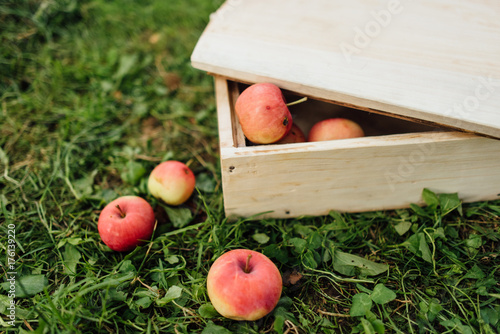 Wooden box with apples on the grass