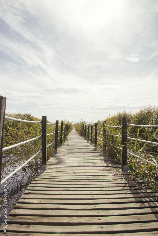 wooden bridge reeds nature view. Wooden path through and over a lot of green reed. 