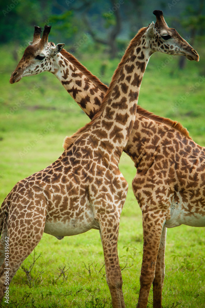 Giraffes in Arusha National Park - Tanzania Giraffes in Arusha National Park - Tanzania