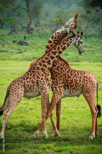 Giraffes in Arusha National Park - Tanzania