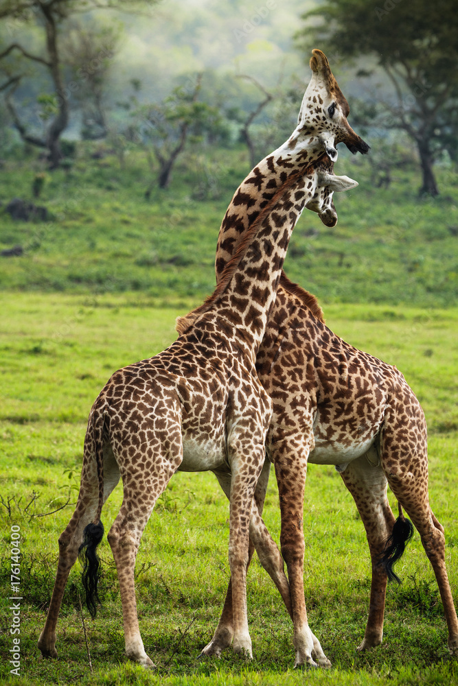 Giraffes in Arusha National Park - Tanzania Giraffes in Arusha National Park - Tanzania