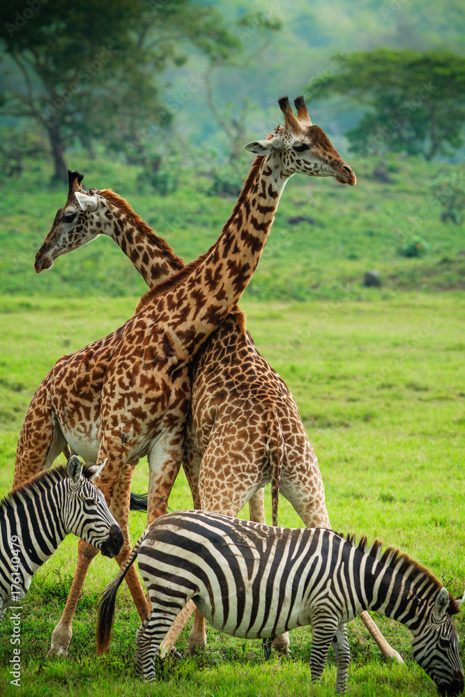 Obraz premium Giraffes in Arusha National Park - Tanzania