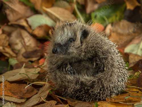 hedgehog curled up in autumn leaves
