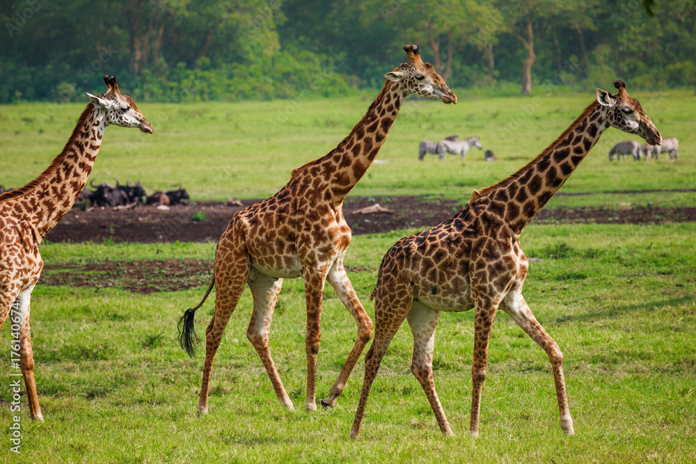 Giraffes in Arusha National Park - Tanzania Giraffes in Arusha National Park - Tanzania
