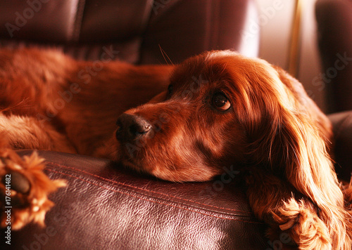 Portrait of an adorable red setter dog on a brown leather settee looking upwards towards it’s owner