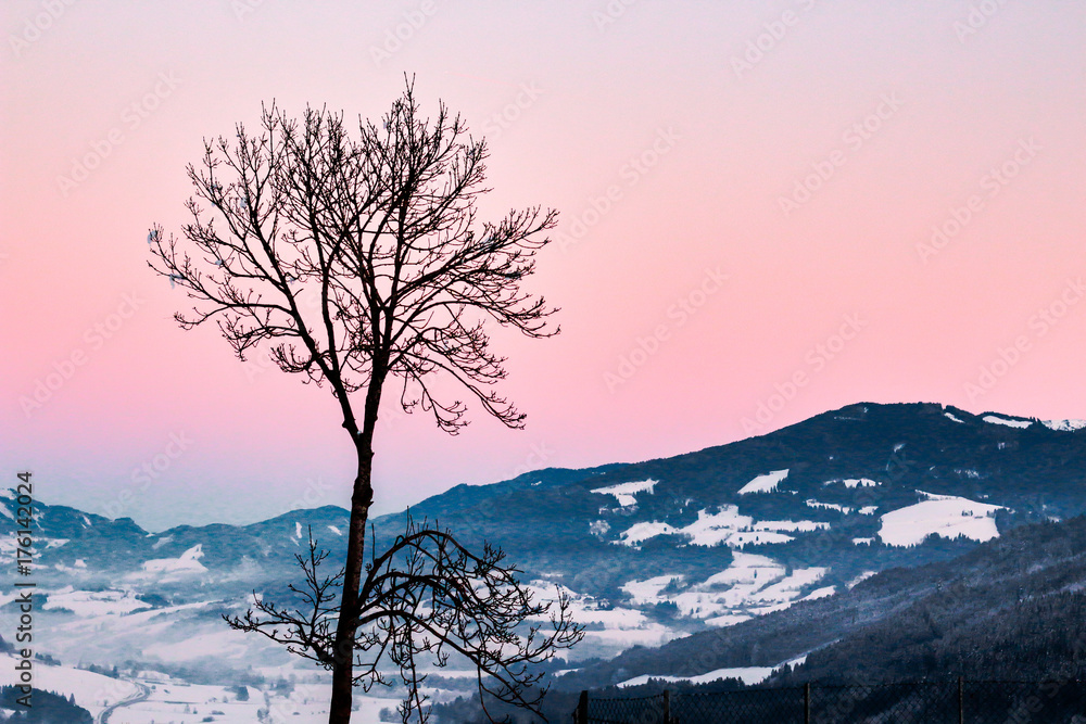 bold tree in mountain winterscape
