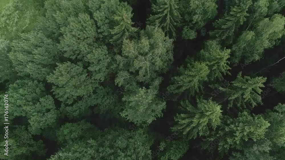 drone flight over the forest drone flight over the forest