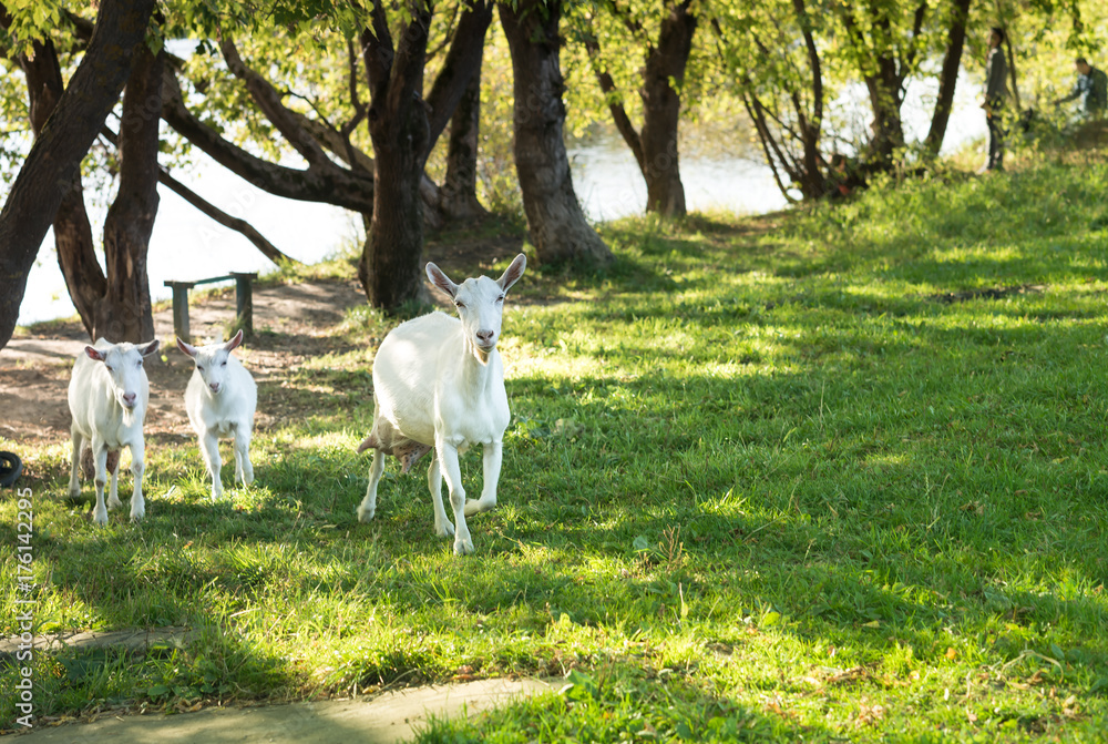 goat family. three white goats on a green grass outdoor goat family. three white goats on a green grass outdoor