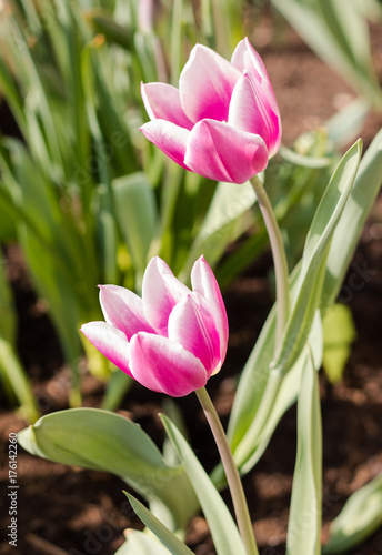 Pinke Tulpen im Frühling
