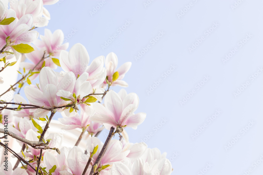 Blühende Magnolia im Frühling Blühende Magnolia im Frühling