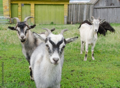 Three funny goats look at the photographer. A rural humorous scene with animals.