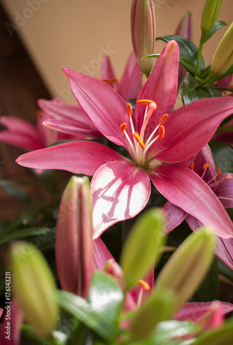 Blühende Lilie in pink