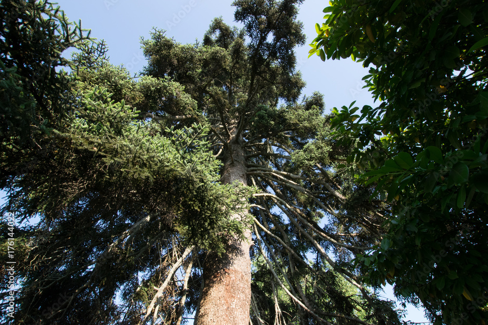 Fototapeta premium Tree photography during sunset
